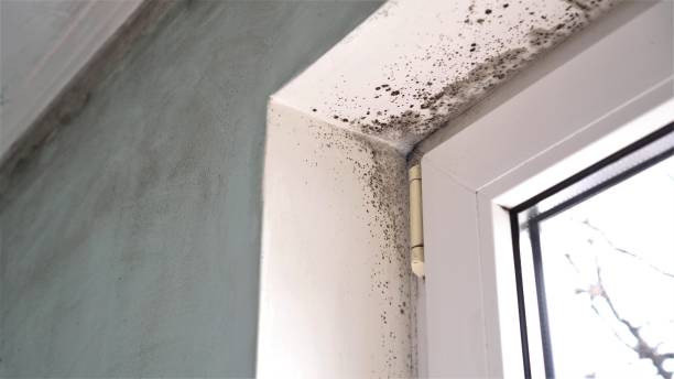 Best Office Mold Removal Services  in Greenfield, MO