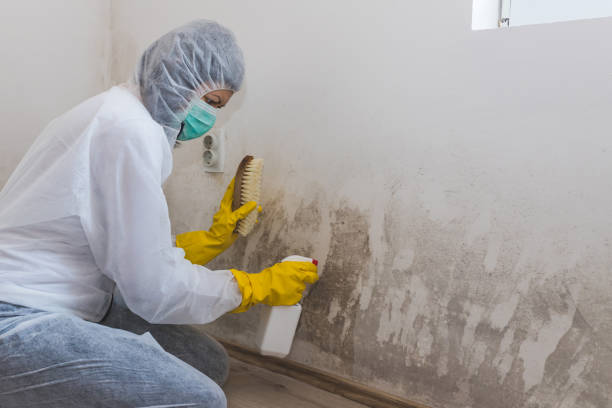 Best Certified Mold Removal  in Greenfield, MO