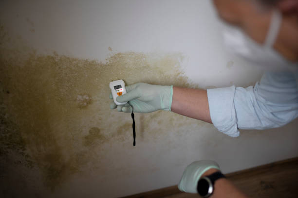 Best Commercial Mold Removal  in Greenfield, MO