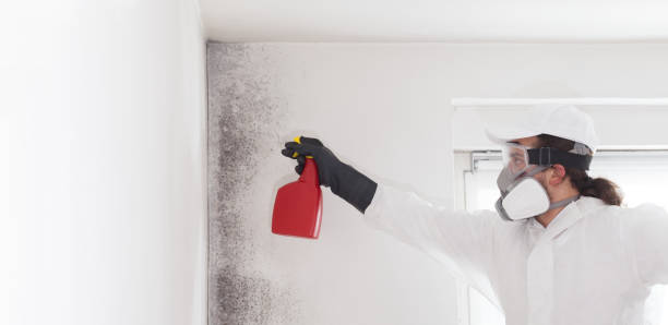 Best Mold Remediation Services  in Greenfield, MO