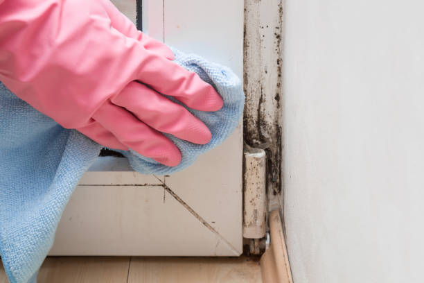 Best Mold Damage Repair  in Greenfield, MO