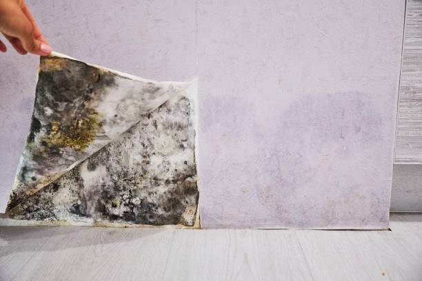 Crawl Space Mold Removal in Greenfield, MO